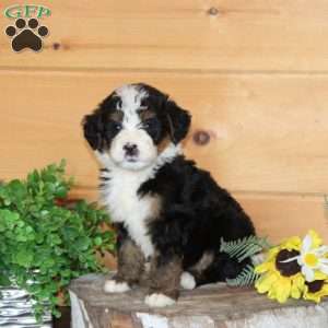 Dolly – F1, Bernedoodle Puppy